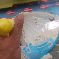 قناری نر بخون|پرنده|خرم‌آباد, |دیوار