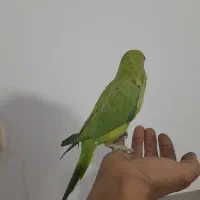 سلام طوطی دستی|پرنده|نجف‌آباد, ویلاشهر|دیوار