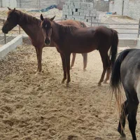 اسب|اسب و تجهیزات اسب‌سواری|نگار, |دیوار