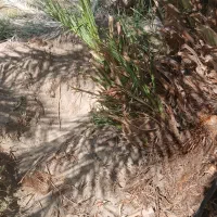 پاجوش درشت خوب مضافتی|گل و گیاه طبیعی|ریگان, |دیوار