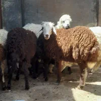 6عددبره 3نر3ماده سالم درشت مناسب نگهداری