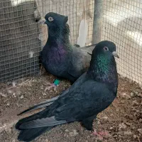 کفتر زاغ|پرنده|بم, |دیوار