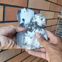 کفتر|پرنده|سیرجان, |دیوار