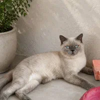 گربه ماده  هیمالین بریتیش