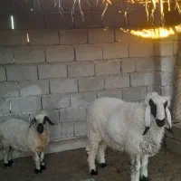 بره نر و یک میش چاق و چله|حیوانات مزرعه|زابل, |دیوار