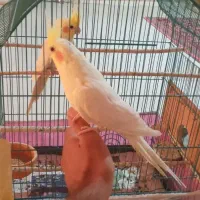 عروس هلندی و طوطی برزیلی و قفس کاسکویی