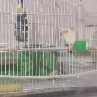 عروس هلندی جفاکا