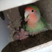 عروس هلندی و فنچ و کوتوله