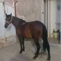 اسب مادیون درشور . شکم پور درجه یک|اسب و تجهیزات اسب‌سواری|شیراز, حومه شیراز|دیوار