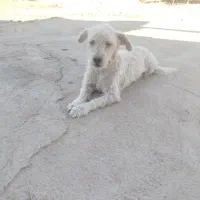 واگذاری سگ پاکوتاه