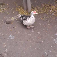 اردک بوقلمون|حیوانات مزرعه|قائم‌شهر, |دیوار