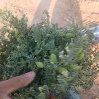 نخود سبز خوردنی