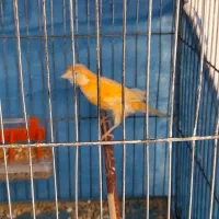 قناری ماده آماده پرتقالی|پرنده|بم, |دیوار