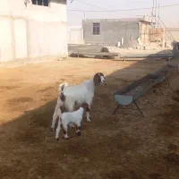 گوسفند|حیوانات مزرعه|شیروان (خراسان), |دیوار