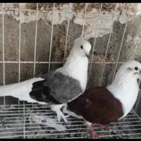 کبوتر طوقی، دوکت و دمچتری|پرنده|چاه مبارک, |دیوار