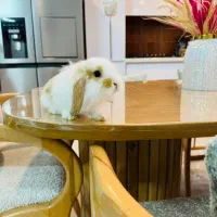 خرگوش لوپ نژاد ترکیش اصل