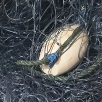 تور ماهیگیری