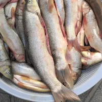 ماهی تازه کیلو ۲۰۰۰۰
