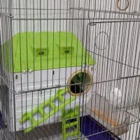 طوطی برزیلی