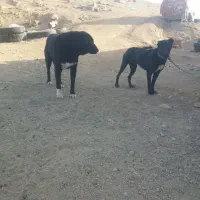 سگ***|سگ|تفت, |دیوار