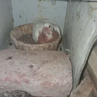 جوجه طوق زرد برا دستی با دوتا سفید