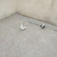 2عدد کبوتر سالم است معاوضه دارم