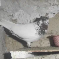 کبوتر کله قرمز