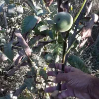 پیش فروش پاییزه نهال در نهالستان رویش نهال آغاز شد|خدمات باغبانی و درختکاری|کرمانشاه, |دیوار