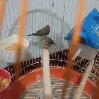 جفت فنچ با قفس