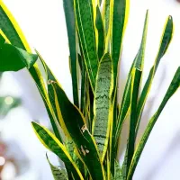 مجموعه ویژه گلهای آپارتمانی و تراریوم