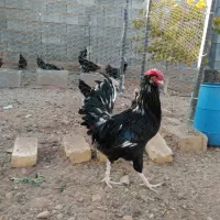 خروس گلین خال سوزنی|حیوانات مزرعه|شیراز, شهرک گلستان|دیوار