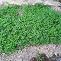 نشاء گوجه گوشتی