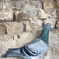 7تا پلاکی سروتیپ دار شهرستانی