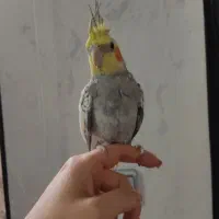 عروس هلندی نر سخنگو  آماده جفت گیری