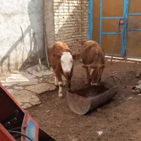 گاو آبستن و دو ساله