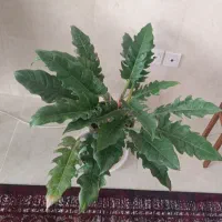 گل و گیاه