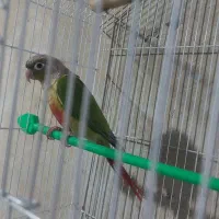 پرنده گیرینجیک قابل معاوضه|پرنده|بازرگان, |دیوار