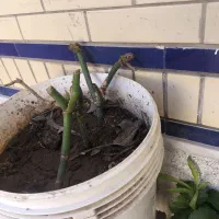 گل های طبیعی