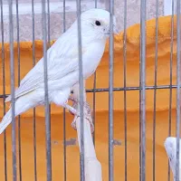 قناری سرخ|پرنده|سیرجان, |دیوار