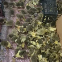 جوجه غاز و قوغاز دورگه و محلی در سقز