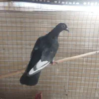 کبوتر گمشده