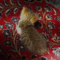 گربه خانگی|گربه|قرچک, |دیوار