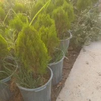 جابه جایی درخت محوطه و اجرای فضای سبز|خدمات باغبانی و درختکاری|ری, شهرک نظامی|دیوار