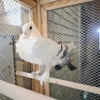 کبوتر بلژیکی اصیل