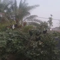 فروش خروس و  مرغ محلی