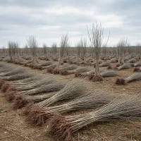 نهال صنوبر و پربازده انتخاب برای سرمایه‌گذاری
