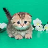 مانچکین|گربه|شیراز, قلات|دیوار