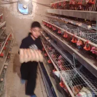 فروش مرغ تخمگذار محلی هشت ماه .تعداد 800عدد