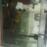اکواریوم با ماهی