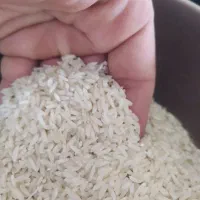 برنج سالم کاظمی درجه یک کشت اول|خوردنی و آشامیدنی|بیرانوند, |دیوار